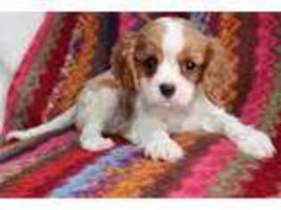 Cavalier King Charles Spaniel Puppy for sale in Grand Rapids, MI, USA