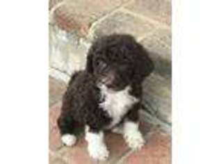 Labradoodle Puppy for sale in Piney Flats, TN, USA