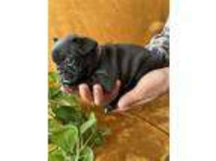 French Bulldog Puppy for sale in Pueblo, CO, USA