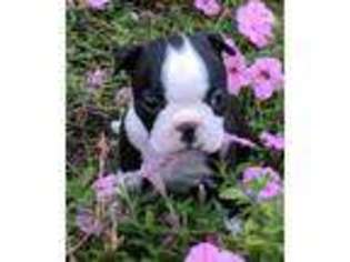 Boston Terrier Puppy for sale in Belle Center, OH, USA