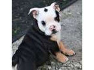 Bulldog Puppy for sale in Zionsville, IN, USA
