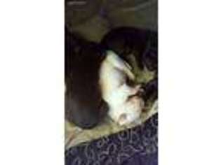 Labrador Retriever Puppy for sale in Riverton, UT, USA