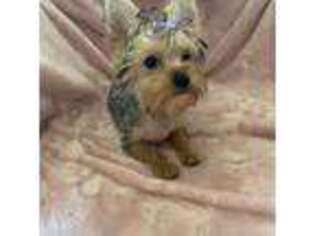 Yorkshire Terrier Puppy for sale in Culver, IN, USA