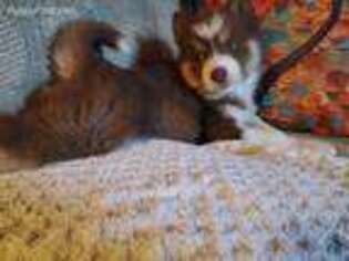 Siberian Husky Puppy for sale in Millboro, VA, USA