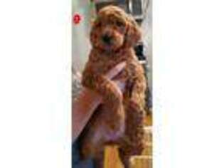 Goldendoodle Puppy for sale in Schertz, TX, USA