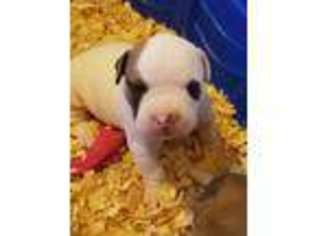 American Bulldog Puppy for sale in Hamilton, OH, USA