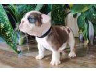Bulldog Puppy for sale in Hagerstown, MD, USA