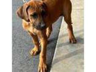 Rhodesian Ridgeback Puppy for sale in Seneca, SC, USA