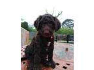 Labradoodle Puppy for sale in Lumberton, TX, USA