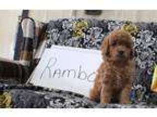 Goldendoodle Puppy for sale in Fennimore, WI, USA
