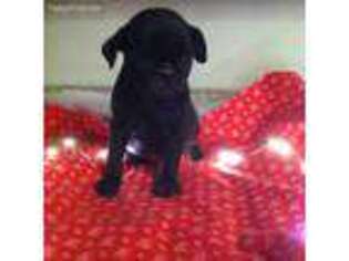 Pug Puppy for sale in Winchester, OH, USA