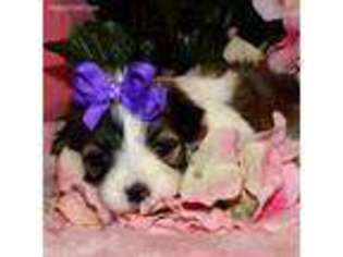 Mal-Shi Puppy for sale in Rising City, NE, USA