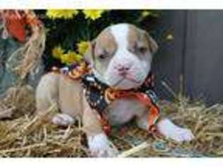 American Bulldog Puppy for sale in Cambridge, OH, USA