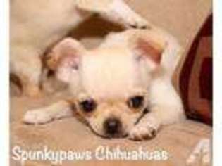 Chihuahua Puppy for sale in HOOD RIVER, OR, USA
