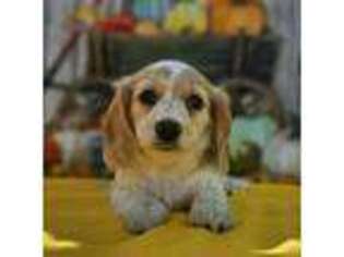 Dachshund Puppy for sale in Ben Wheeler, TX, USA