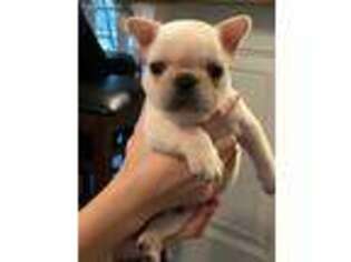 French Bulldog Puppy for sale in Braselton, GA, USA