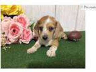 Dachshund Puppy for sale in Fort Wayne, IN, USA