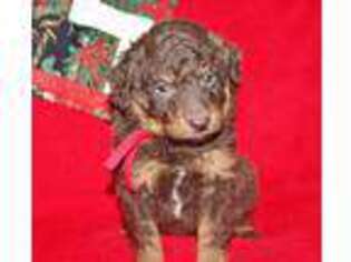 Labradoodle Puppy for sale in Pomona, MO, USA