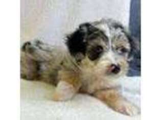 Mutt Puppy for sale in Tonasket, WA, USA