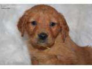 Golden Retriever Puppy for sale in Rockford, IL, USA