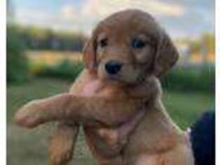 Golden Retriever Puppy for sale in Sandpoint, ID, USA