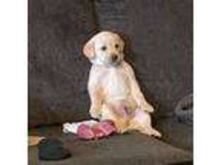 Labrador Retriever Puppy for sale in Bryan, TX, USA
