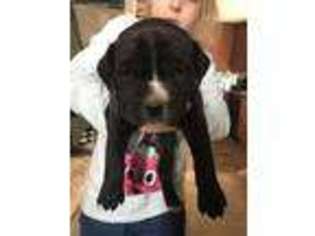 Cane Corso Puppy for sale in Carthage, MO, USA