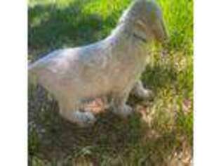 Spinone Italiano Puppy for sale in Corsicana, TX, USA