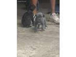 Neapolitan Mastiff Puppy for sale in Tomball, TX, USA
