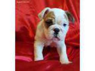 Bulldog Puppy for sale in Homeworth, OH, USA