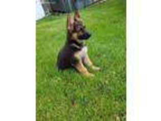 German Shepherd Dog Puppy for sale in Galesville, WI, USA