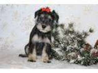 Mutt Puppy for sale in Nappanee, IN, USA