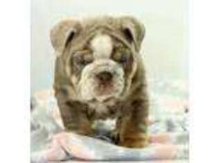 Bulldog Puppy for sale in Sherman, TX, USA