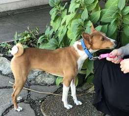 Basenji Puppy for sale in Broken Arrow, OK, USA
