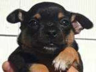 Mutt Puppy for sale in EMPORIA, VA, USA