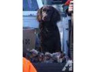 Boykin Spaniel Puppy for sale in UNION SPRINGS, AL, USA