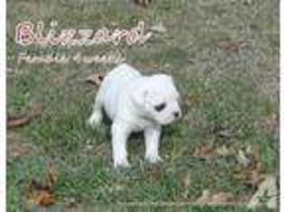 American Bulldog Puppy for sale in ALDERSON, WV, USA