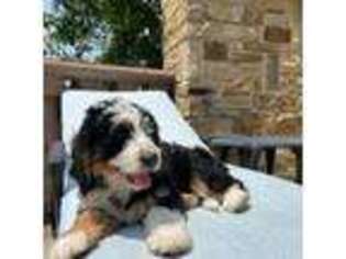Mutt Puppy for sale in Anna, TX, USA