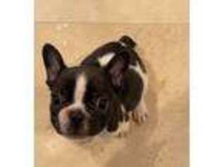 French Bulldog Puppy for sale in Happy Valley, OR, USA