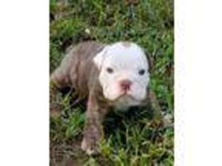 Bulldog Puppy for sale in Carnesville, GA, USA