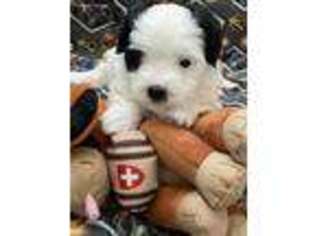 Coton de Tulear Puppy for sale in Windermere, FL, USA