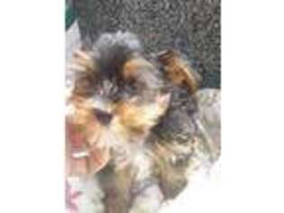 Yorkshire Terrier Puppy for sale in Burlington, NC, USA