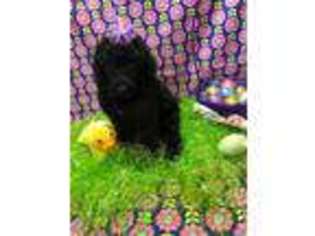 Mutt Puppy for sale in Lake Alfred, FL, USA