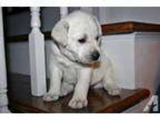Labrador Retriever Puppy for sale in NORTHPORT, AL, USA