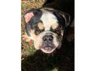 Bulldog Puppy for sale in Antioch, TN, USA