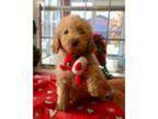 Goldendoodle Puppy for sale in Kenner, LA, USA