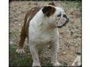 Bulldog Puppy for sale in PARIS, TX, USA