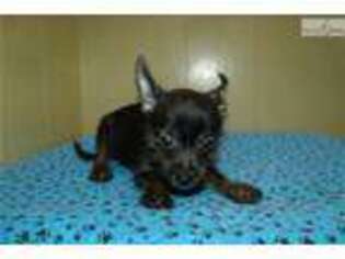 Chorkie Puppy for sale in Unknown, , USA