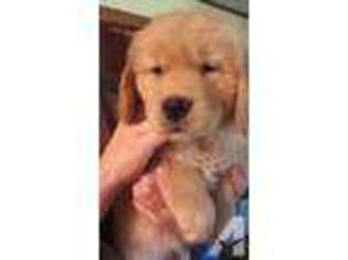 Golden Retriever Puppy for sale in STERLING, CT, USA