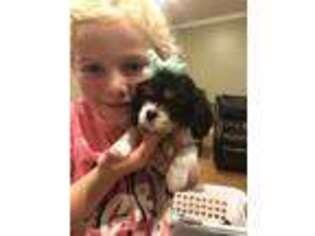 Cavalier King Charles Spaniel Puppy for sale in Garland, KS, USA